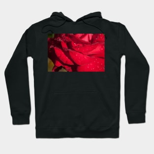 Red Hybrid Tea, Rose, Dewdrops, Flower Hoodie